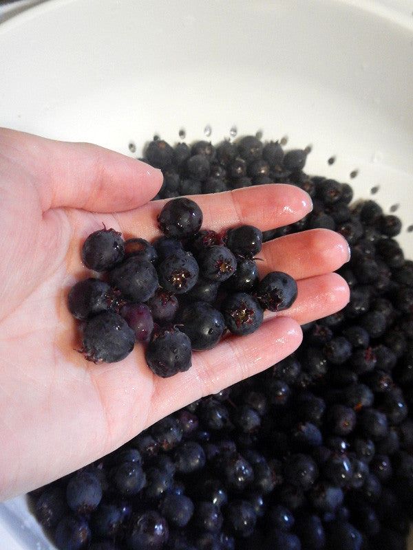 The Humble Saskatoon Berry